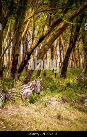 View of a young plains zebra foal at the forest edge in Lake Nakuru National Park in Kenya, East Africa, with tall trees in the background Stock Photo