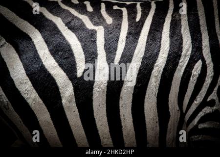 Beautiful close-up view of the black and white striped belly of a wild plain zebra in Kenya Stock Photo