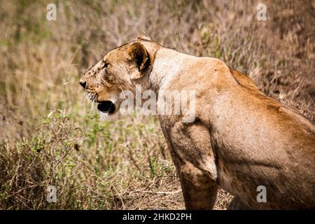 View of a grown female lion hunting for prey in the savannah grasslands of the Lake Nakuru National Park in Nairobi, Kenya Stock Photo