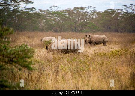 View of a herd of white rhinos grazing in the savannah grasslands of the Lake Nakuru National Park in Kenya Stock Photo