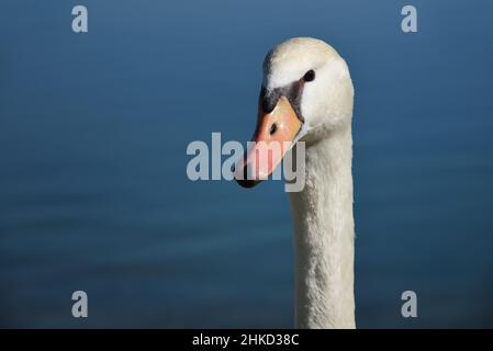 Close-up of the head and neck of an inquisitive swan looking half ahead against the backdrop of a blue body of water Stock Photo