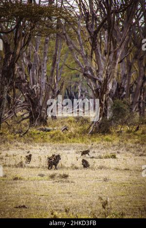 View of a group of anubis baboons heading towards a spooky, eerie forest on the edge of the savanna grasslands in Lake Nakuru National Park in Kenya Stock Photo