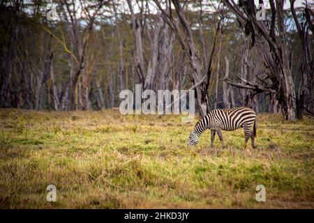 View of a lone zebra grazing in front of a spooky, eerie forest on the edge of the savanna grasslands in Lake Nakuru National Park in Kenya Stock Photo