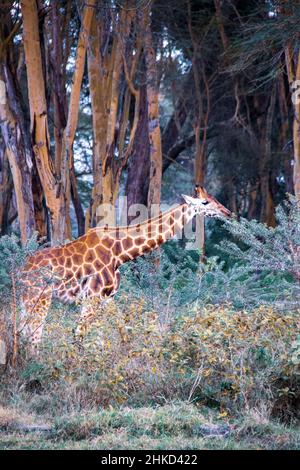 A fully grown Nubian giraffe eating from a whistling thorn acacia underneath giant trees inside a forest in the Lake Nakuru National Park, Kenya Stock Photo