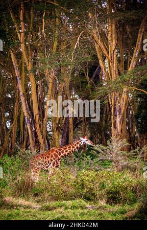 A fully grown Nubian giraffe eating from a whistling thorn acacia underneath giant trees inside a forest in the Lake Nakuru National Park, Kenya Stock Photo