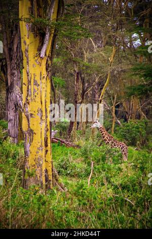 A fully grown Nubian giraffe appears even tiny underneath the giant trees inside a forest in the woodlands of Lake Nakuru National Park, Kenya Stock Photo