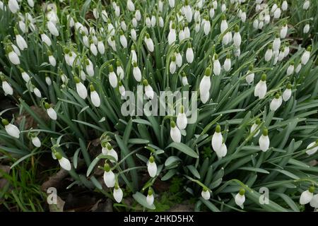 A shrub full of snowdrops in the middle of nature. Galanthus nivalis. Stock Photo