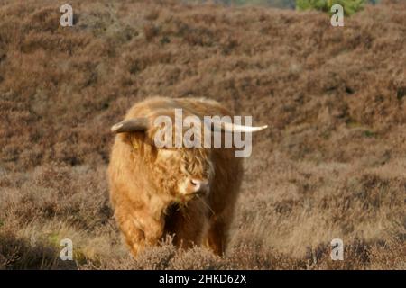 A Scottish highlander calf stands in the middle of a heather field. Stock Photo