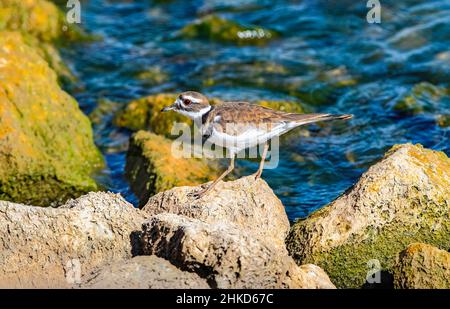 Closeup of a Killdeer bird climbing over large rocks, against the shoreline of a lake on a sunny day in Colorado. Stock Photo