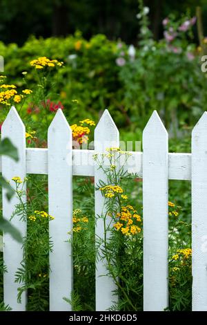 Whitestone Fence Roses White rose on white picket fence in front of country cottage Stock ...