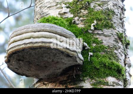 Mushroom on the trunk of a birch tree. Birch fungus. Stock Photo