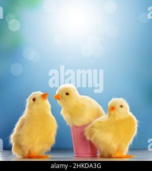 Yellow Easter chickens on blue blurred background. Easter card. Stock Photo