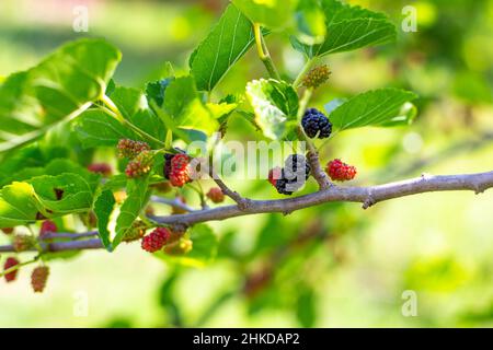 Black and red mulberry berries on a tree branch. Growing delicious healthy berries in the garden. Stock Photo