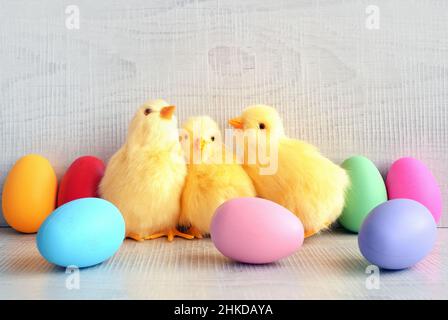 Easter eggs and yellow chicks on a grey background. The minimal concept. Easter card. Stock Photo
