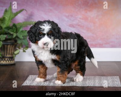 Tri colored Mini Bernedoodle Puppy standing in room with purple wall background. Looking at camera Stock Photo