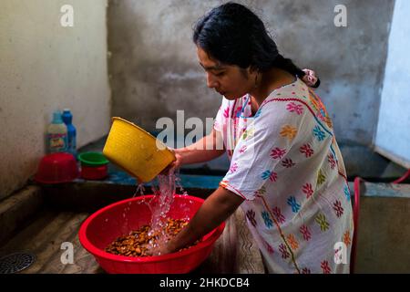 An Amuzgo indigenous woman washes dried cacao beans in artisanal chocolate manufacture in Xochistlahuaca, Guerrero, Mexico. Stock Photo
