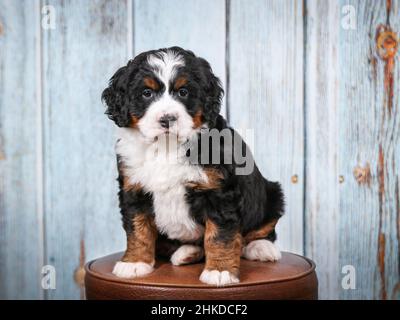 Tri colored Mini Bernedoodle Puppy sitting on barstool in front of old barn board background. Looking at camera Stock Photo