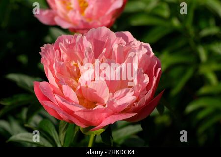 Paeonia Pink Hawaiian Coral.  Semi-double salmon pink peony flower blooms in the garden. Stock Photo