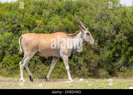 Common / Southern Eland (Taurotragus oryx) at De Hop Nature Reserve, Western Cape, South Africa