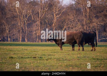 Angus bull shadowing a cow who is coming in heat in a springtime pasture with negative space to the left. Stock Photo
