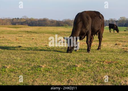 Angus heifer grazing in an early spring pasture with negative space to the left and bottom. Stock Photo