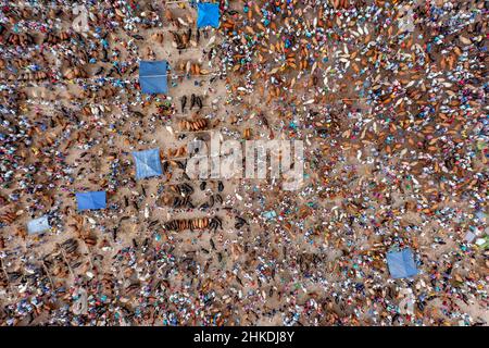 Thousands of cows are lined up to be sold at a bustling cattle market in Bangladesh. Over 50,000 of the animals are gathered together by farmers. Stock Photo