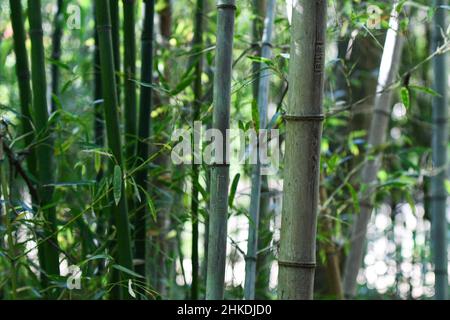 Bamboo forest background with focus on a stalk in the foreground. Stock Photo