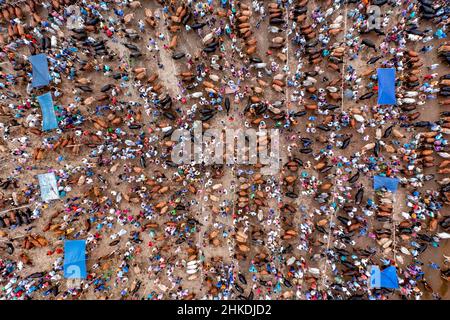 Thousands of cows are lined up to be sold at a bustling cattle market in Bangladesh. Over 50,000 of the animals are gathered together by farmers. Stock Photo