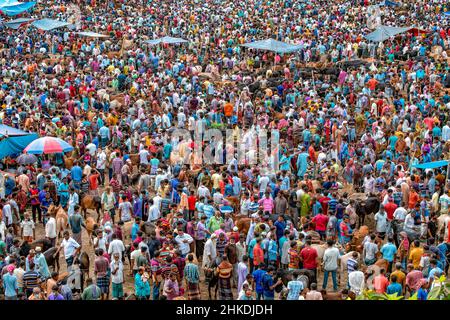 Thousands of cows are lined up to be sold at a bustling cattle market in Bangladesh. Over 50,000 of the animals are gathered together by farmers. Stock Photo