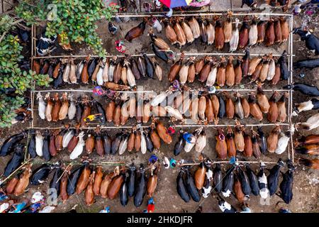 Thousands of cows are lined up to be sold at a bustling cattle market in Bangladesh. Over 50,000 of the animals are gathered together by farmers. Stock Photo