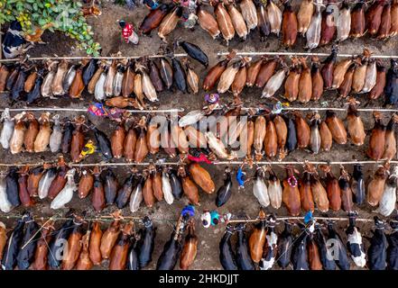 Thousands of cows are lined up to be sold at a bustling cattle market in Bangladesh. Over 50,000 of the animals are gathered together by farmers. Stock Photo