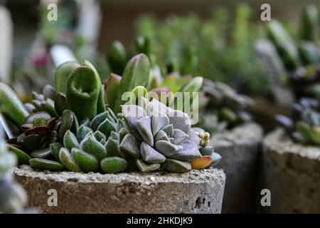 Succulent plant assortments in concrete planters with focus on the planter in the foreground. Stock Photo