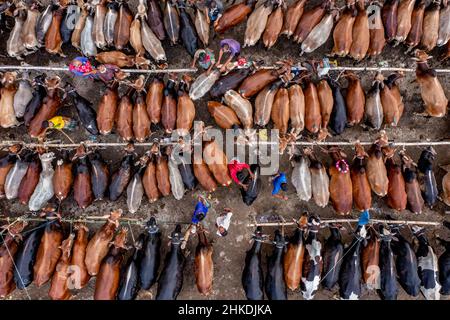 Thousands of cows are lined up to be sold at a bustling cattle market in Bangladesh. Over 50,000 of the animals are gathered together by farmers. Stock Photo