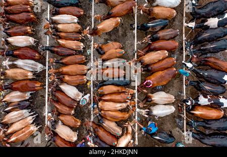 Thousands of cows are lined up to be sold at a bustling cattle market in Bangladesh. Over 50,000 of the animals are gathered together by farmers. Stock Photo