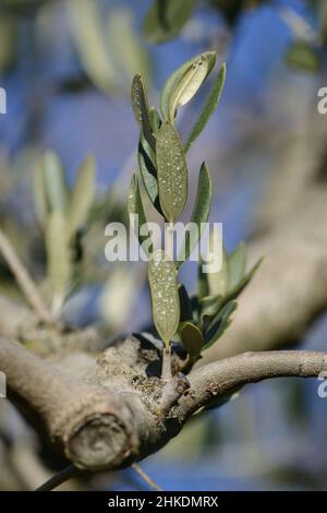 Close-up of olive tree branch with spotted leaves and blurry natural background Stock Photo