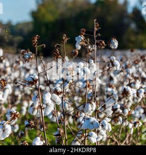 Defoliated cotton plants in a field ready for harvest in Alabama - square format. Stock Photo
