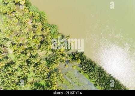 Nature landscape Top down coconut trees or palm trees . Lush green trees in thailand. Greenery Aerial view or top view