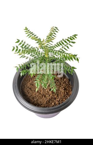 curry leaf or sweet neem plant grow in a pot, home gardening concept, closeup view Stock Photo
