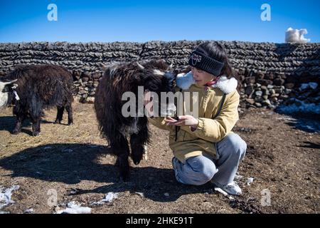 (220204) -- LHASA, Feb. 4, 2022 (Xinhua) -- Tenzin Drolma plays with a calf in Gyaga Village of Damxung County, southwest China's Tibet Autonomous Region, Jan. 18, 2022. Tenzin Drolma, 21, was born on the grassland near Lake Namtso in Tibet. In 2020, she was admitted to Jiangsu Food and Pharmaceutical Science College in east China's Jiangsu Province as a Chinese pharmacy major student. The college life in the outside world is fresh to Drolma. She met many new classmates and made many friends. When winter vacation came, Drolma returned to her beloved home. 'I leave my hometown in order to Stock Photo