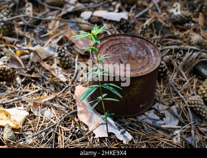 A fresh green sprout against the background of a rusty tin can in a pine forest Stock Photo