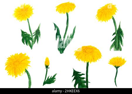 Watercolor drawing of yellow dandelion flowers set isolated on white background. Taraxacum officinale, blowball aquarell painting of dandelion plants. Stock Photo