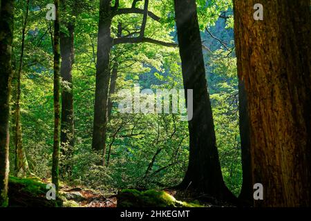 Morning sun beams shining through beech trees in Nelson Lakes National Park, Aotearoa / New Zealand Stock Photo