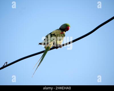 A parakeet is any one of many small to medium-sized species of parrot Stock Photo