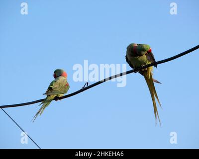 A parakeet is any one of many small to medium-sized species of parrot Stock Photo