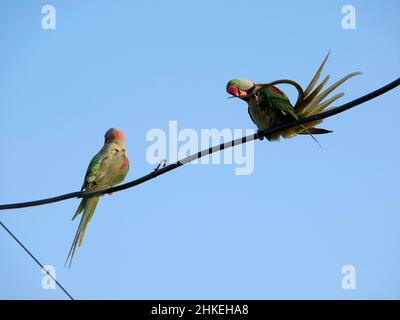 A parakeet is any one of many small to medium-sized species of parrot Stock Photo