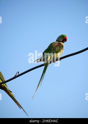 A parakeet is any one of many small to medium-sized species of parrot Stock Photo
