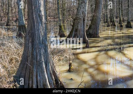 Cypress swamp along Wapanocca Lake, a former bend in the Mississippi River, at Wapanocca National Wildlife Refuge in Turrell, Arkansas. (USA) Stock Photo