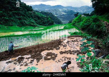 Farmers working on the rice terraces, Banaue, Ifugao, Philippines Stock Photo