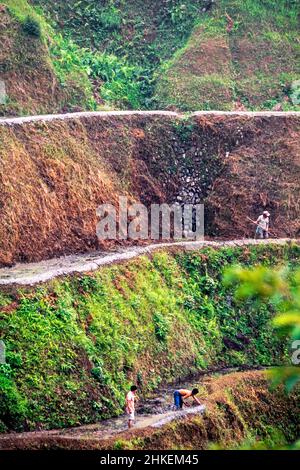 Farmers repairing embankments on Banaue rice terraces, Ifugao, Philippines Stock Photo