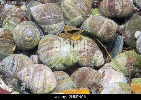 Edible Periwinkle in a Rockpool in Wembury Bay Stock Photo